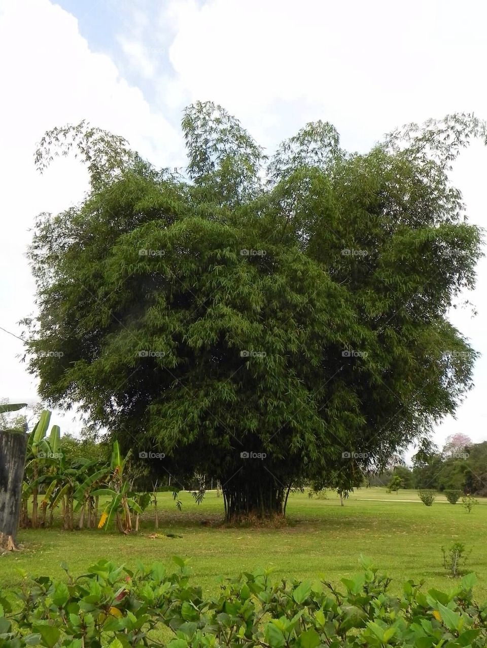 A big tree