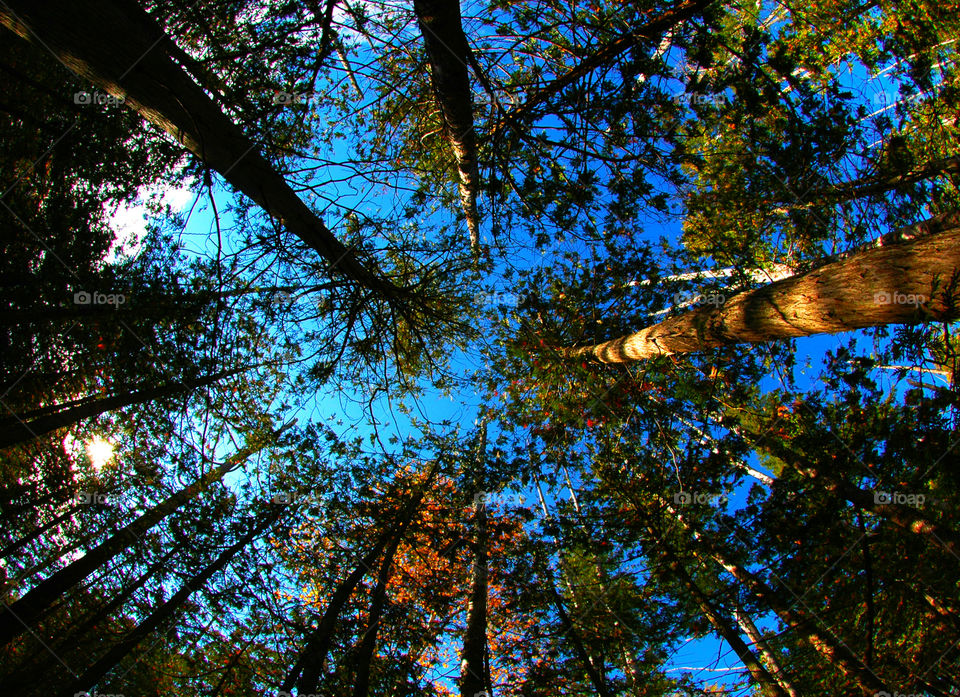 Low angle view of trees in forest