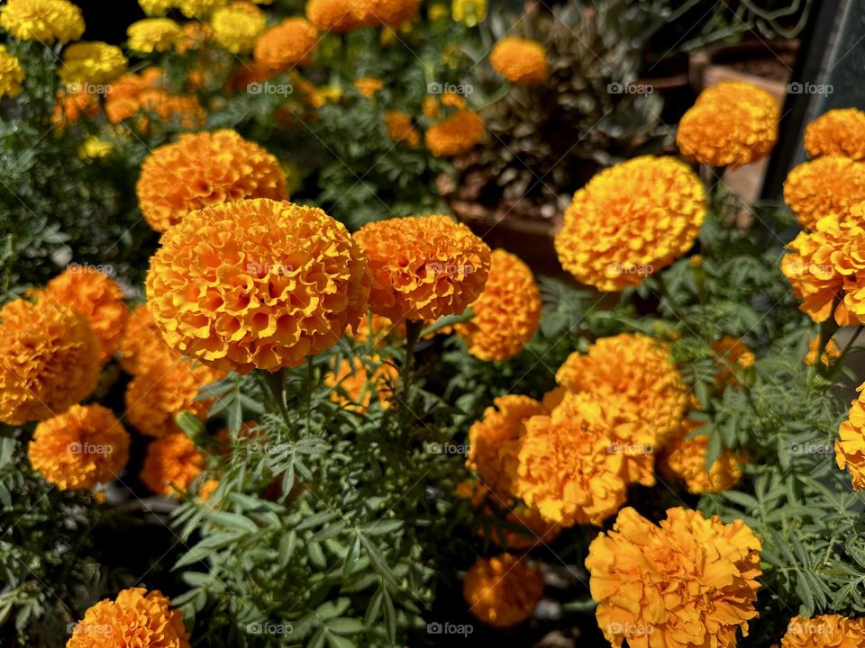 Many orange colorful flowers with patterns at its petals in a sunny day.