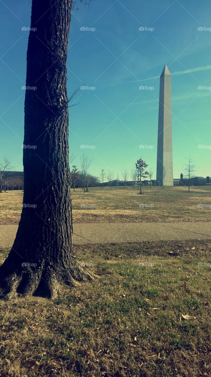 A tree and the Washington monument 