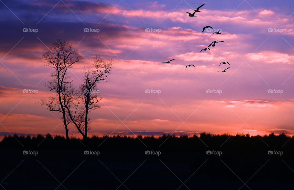 pink blue purple tree by Cheshirepoet