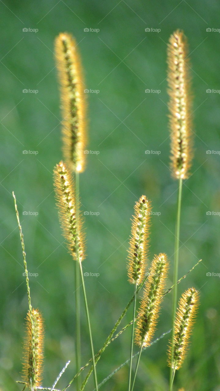 backlit  grass seed heads