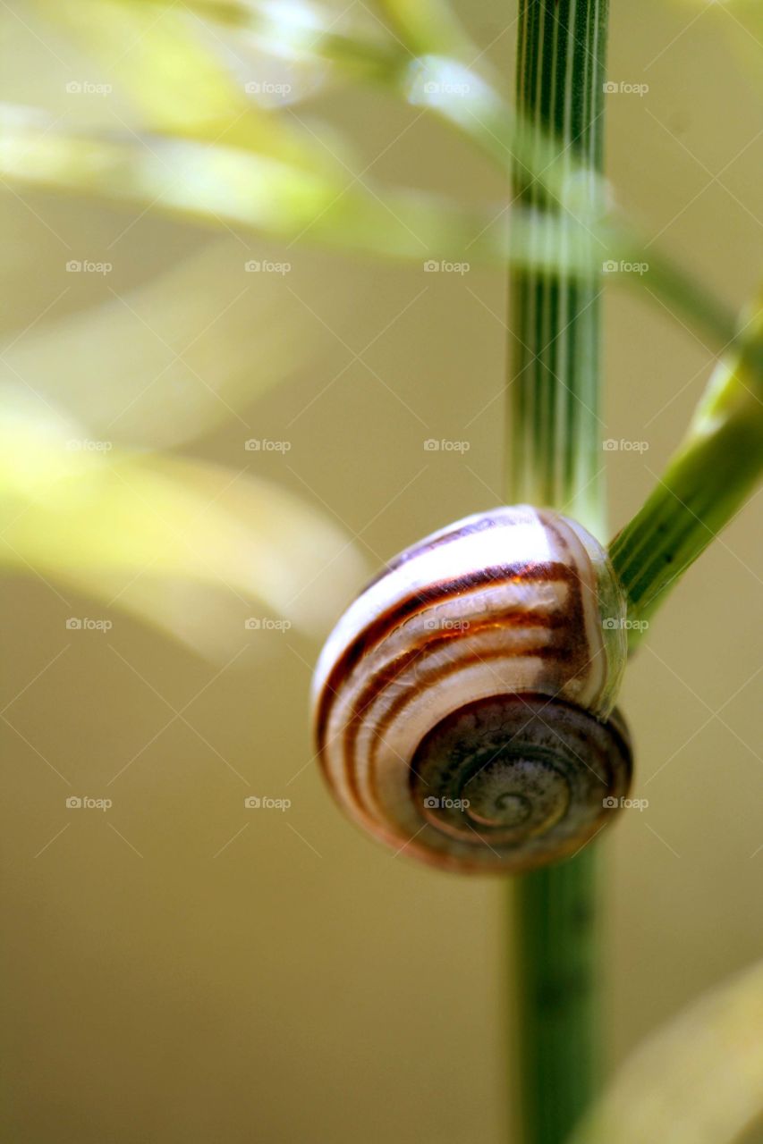 Snail close-up