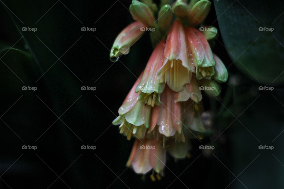 Sweet mid-autumn blooms