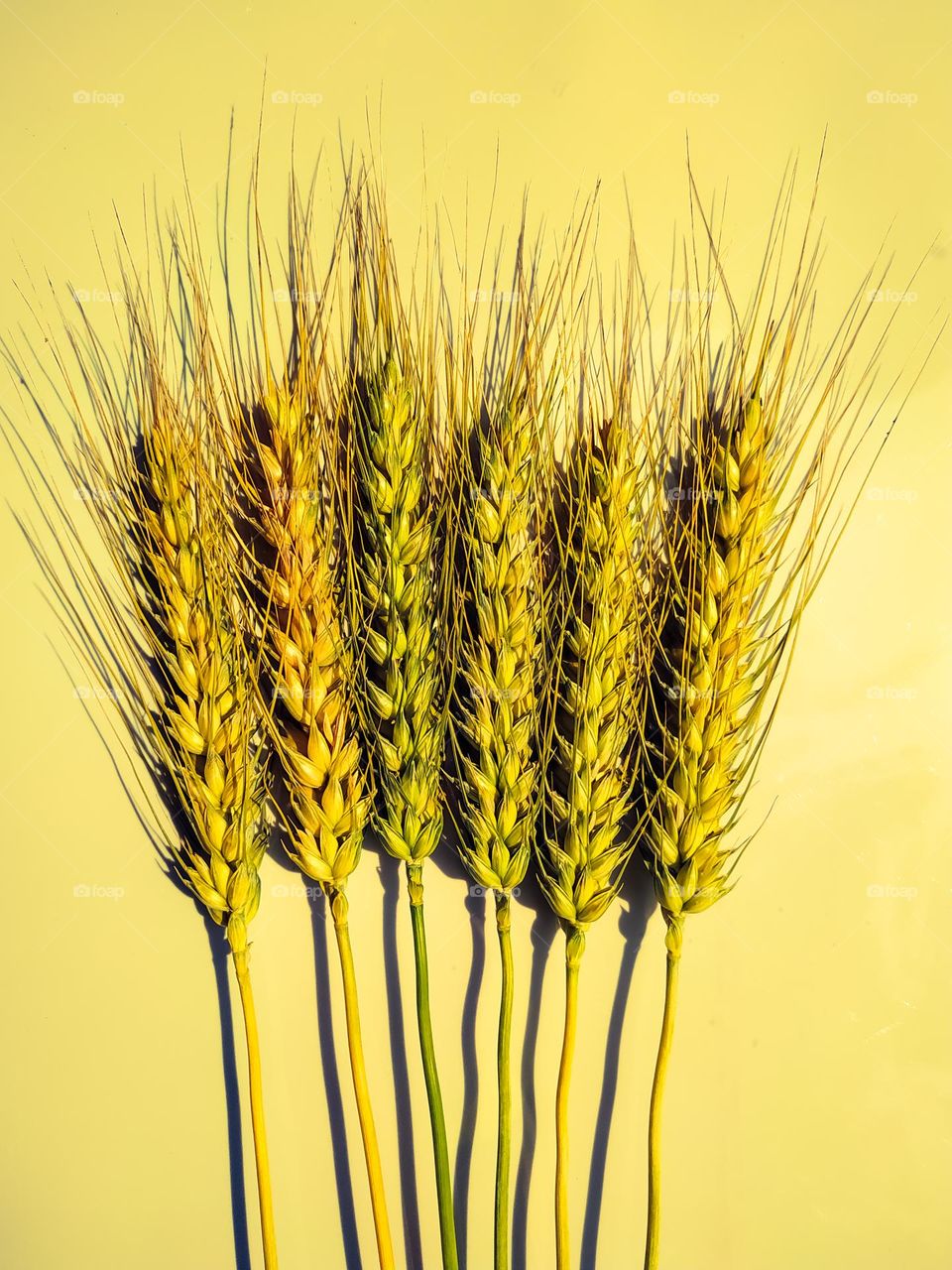 Six wheat spikelets isolated on haze background. Top view wheats