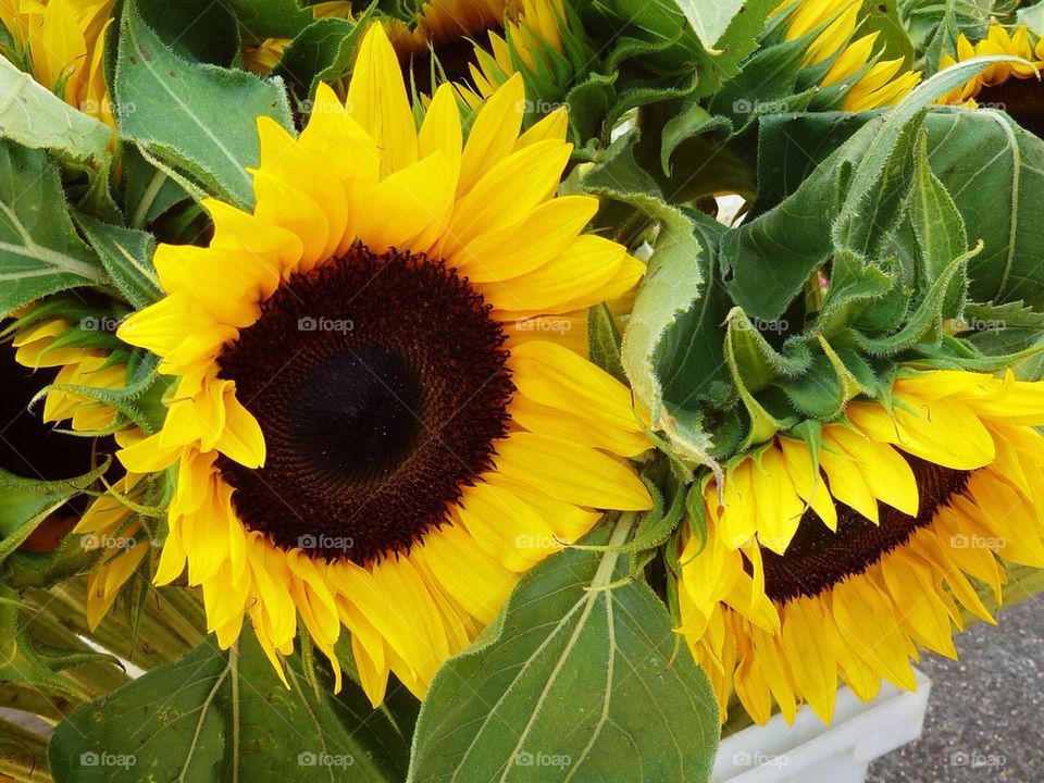 Bundle of Sunflowers