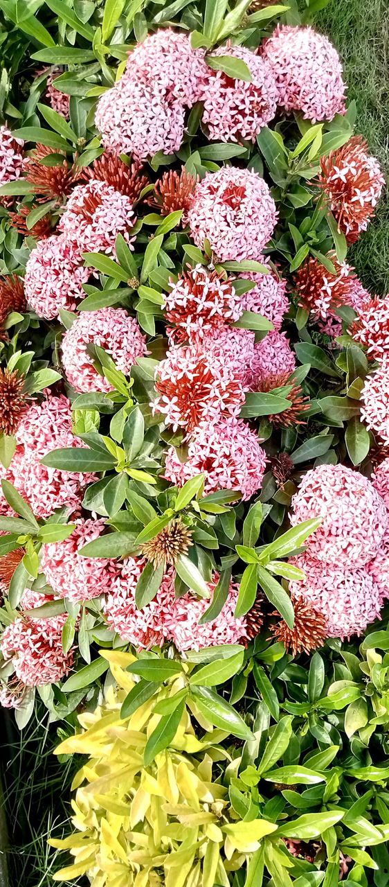 nice small pink flower bunch.with long green leaf looks stunning
