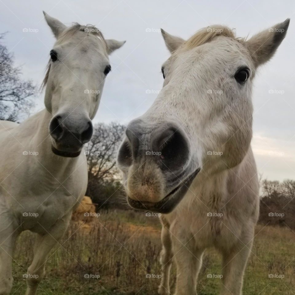 Horses