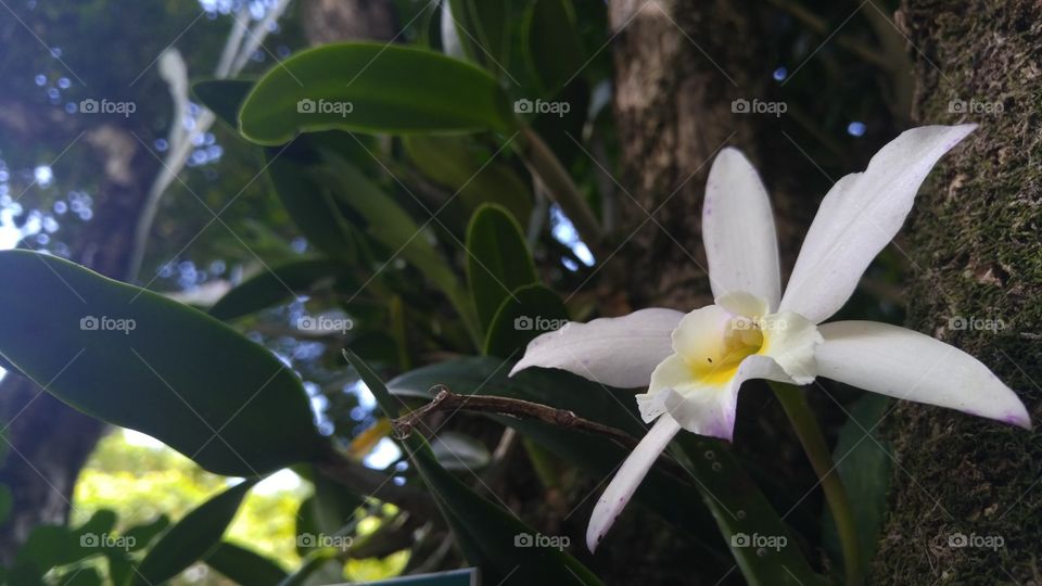 Flower, Nature, Leaf, No Person, Tropical