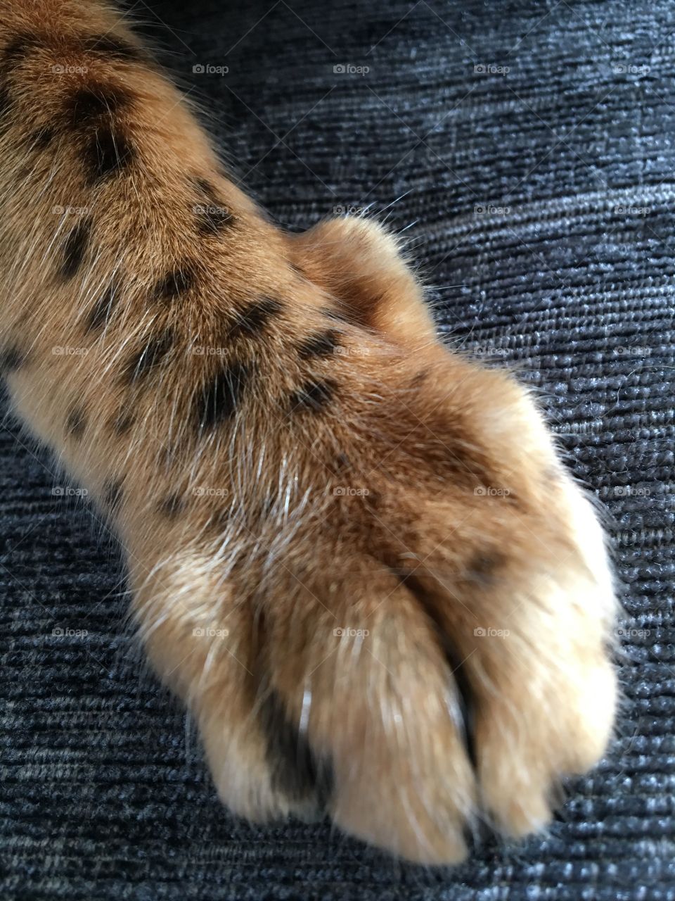 Bengal feet 😻😻 love my boy paws! 