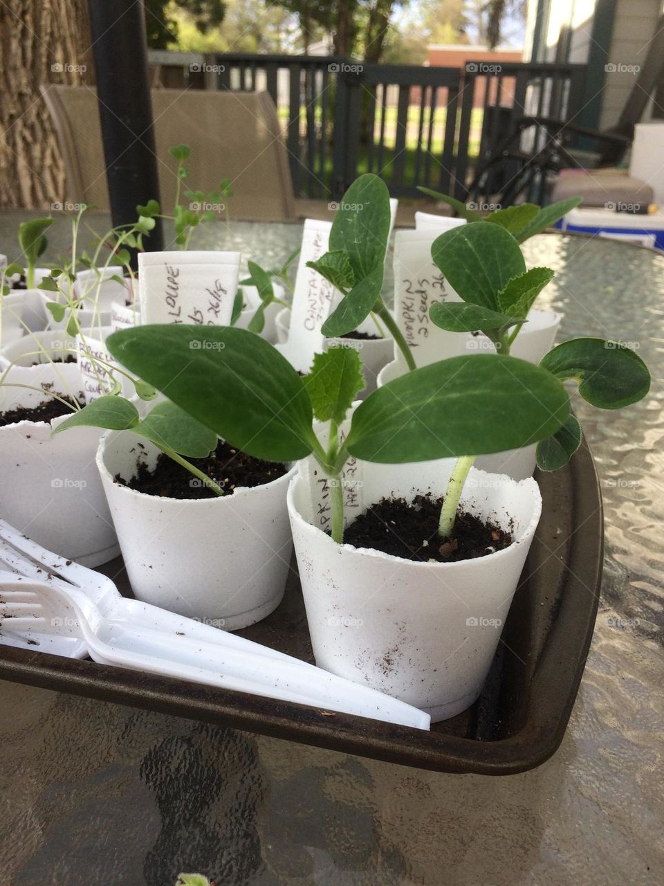 My seedling plants indoors