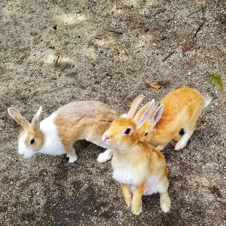 Wild rabbita standing up and asking for fooooood.