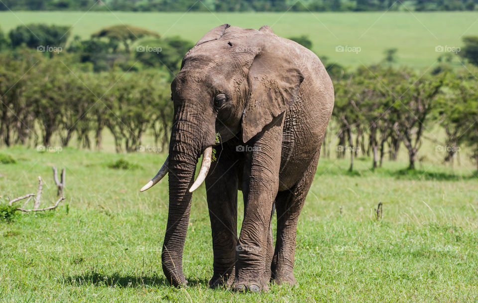 East African Elephant