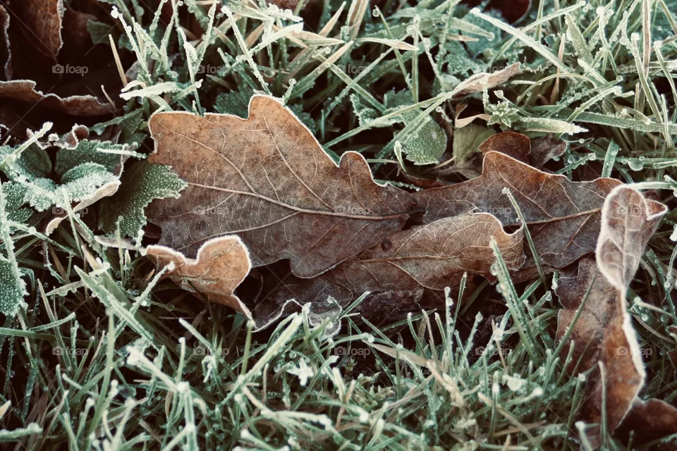 Frozen 