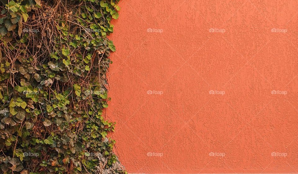green plant on a red wall