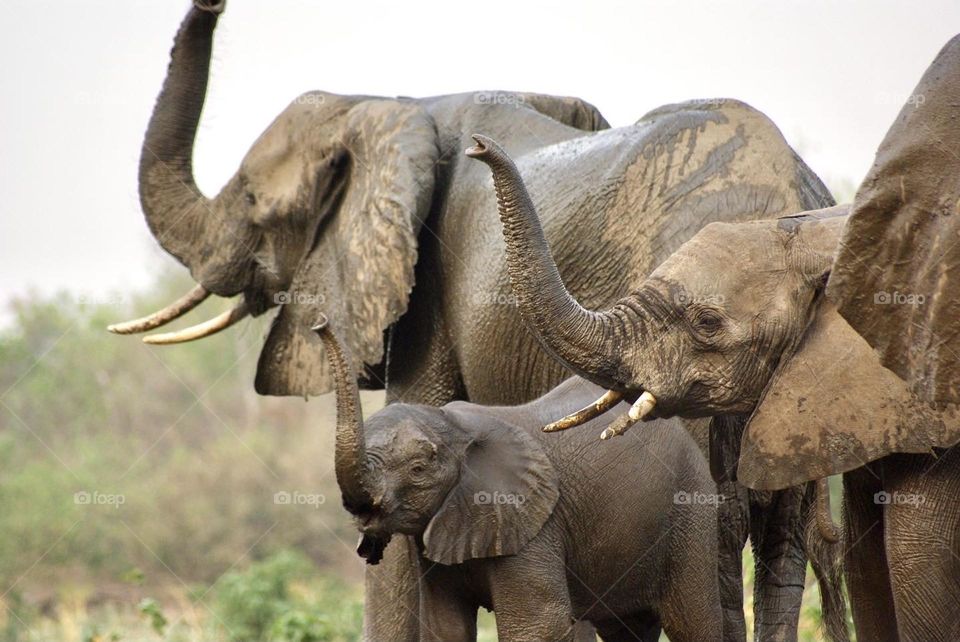 A beautiful moment caught on camera. These elephants raised their trunks to smell the air shortly before a herd of buffalo arrived at the water hole. They could smell the dust that typically comes with the hers and departed shortly afterwards. 