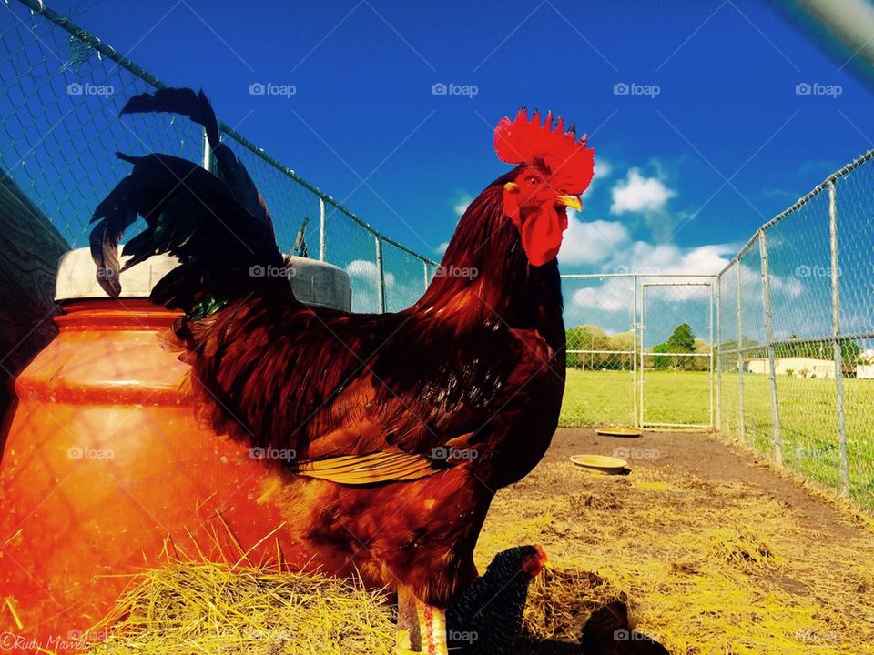 Rooster