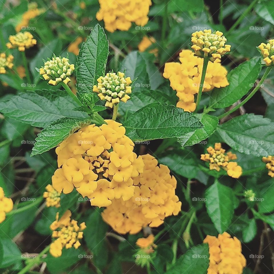 Yellow lantana flowers