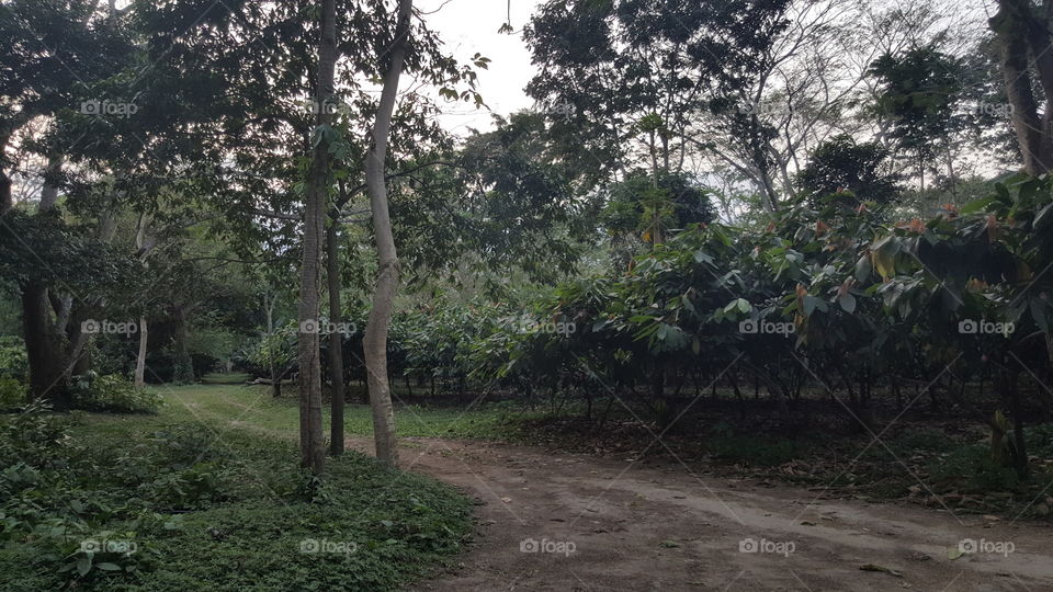 Plantación de cacao