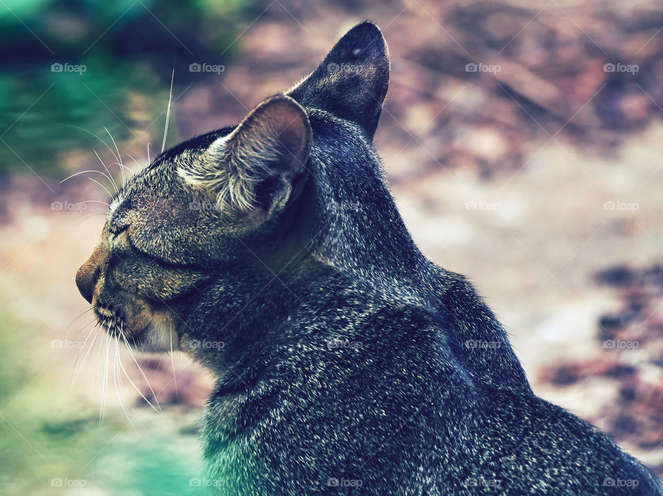 Domestic cat - Egyptian mau