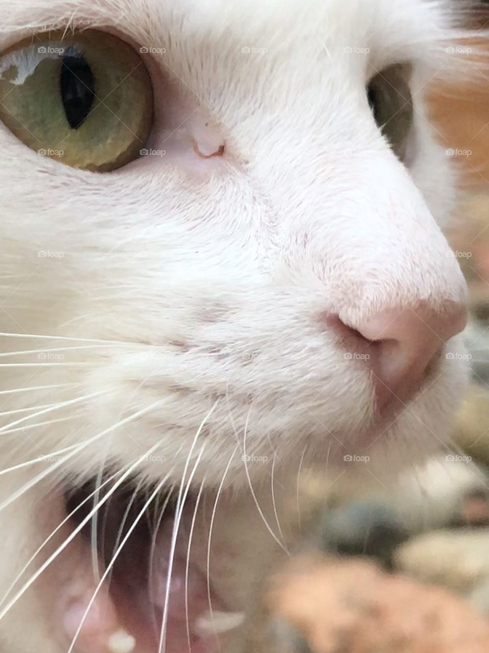 face of white cat with mouth open