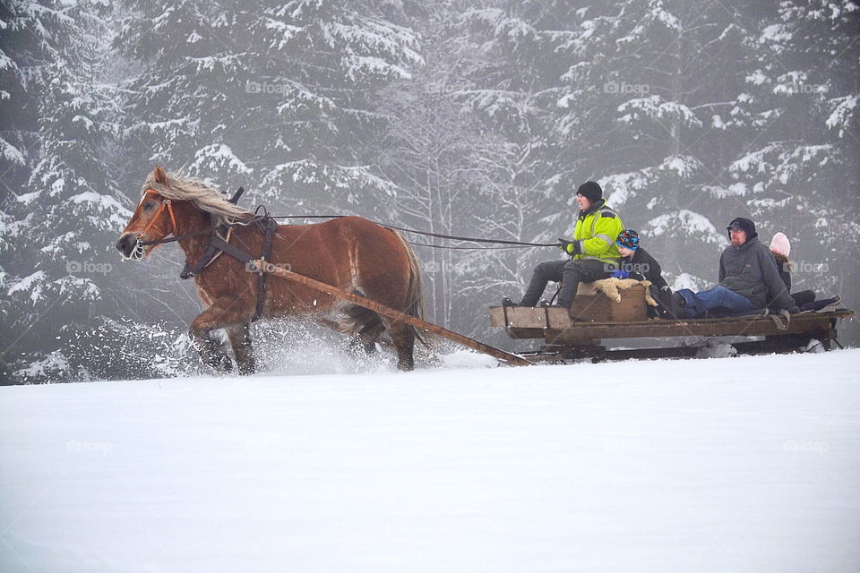 Horse sled