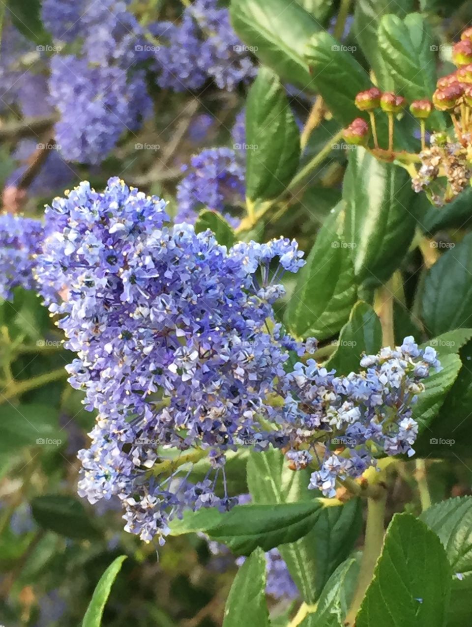 Spring Flowers