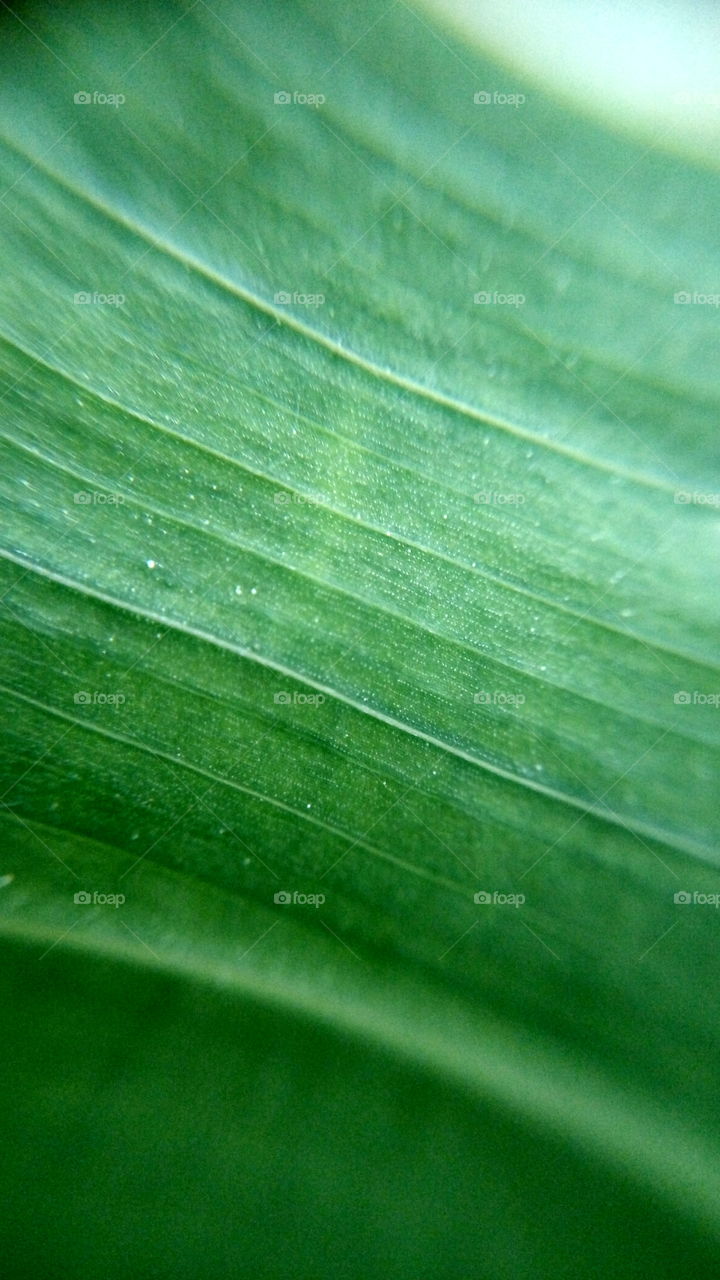 leaf ID