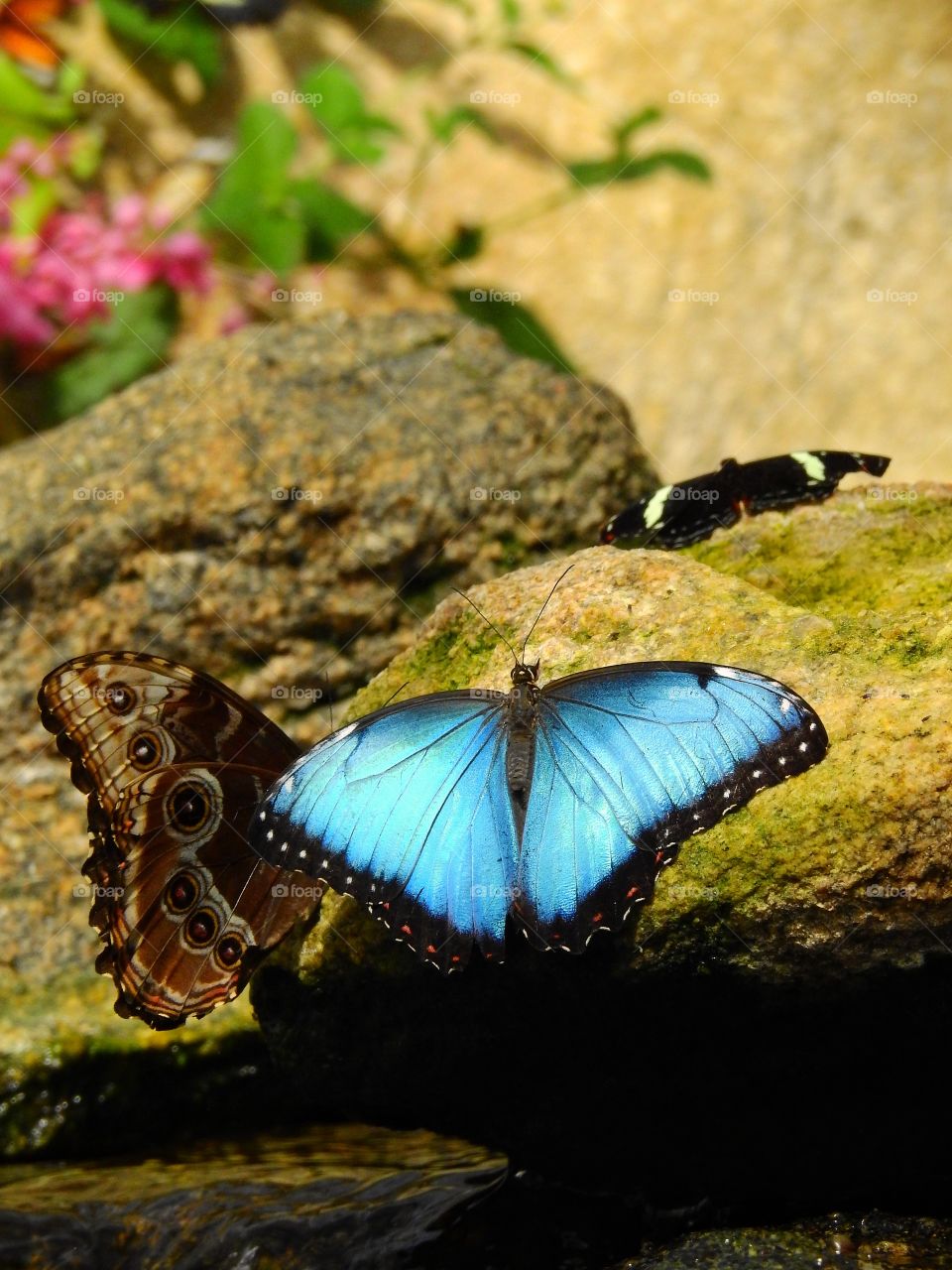 Blue butterfly