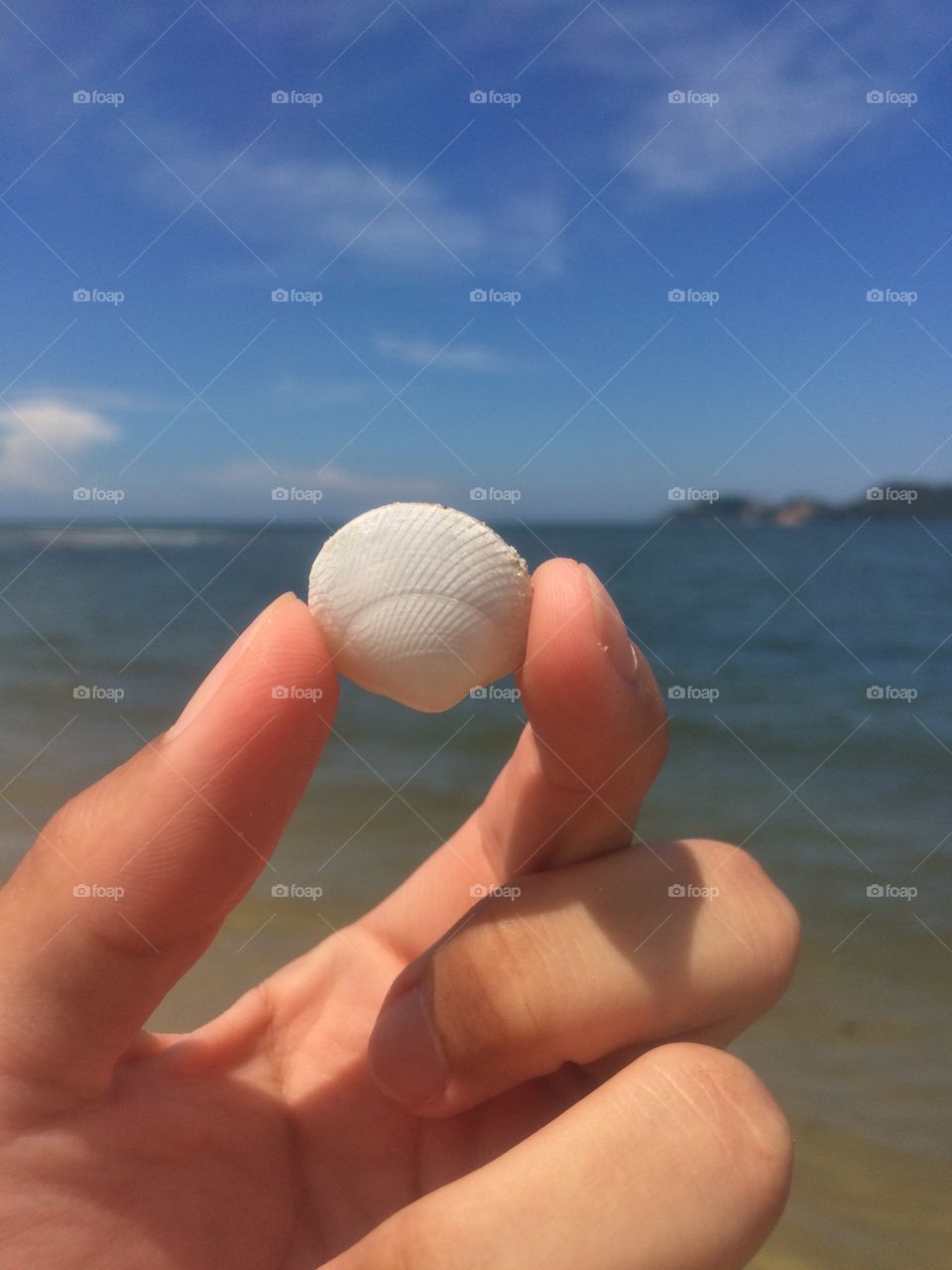 A Seashell