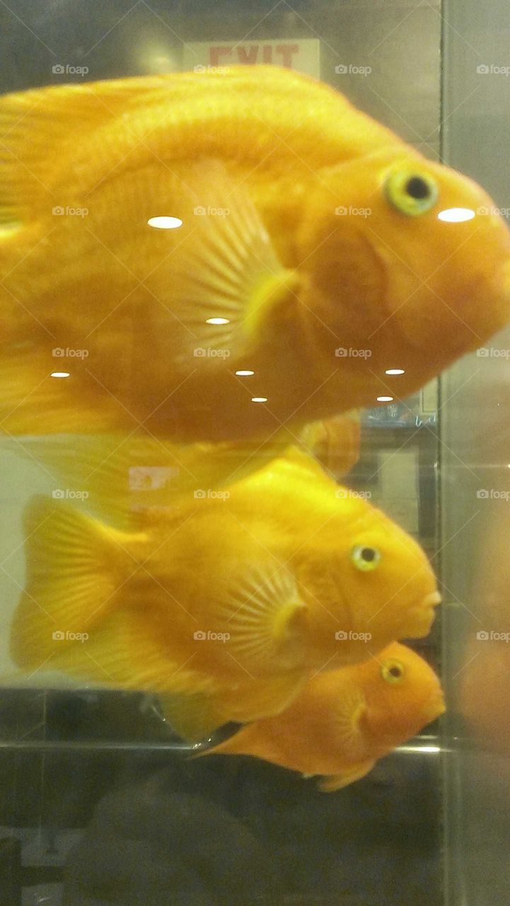 Fish, Underwater, Aquarium, Goldfish, Tank