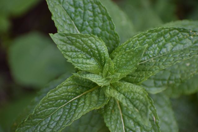 Spearmint