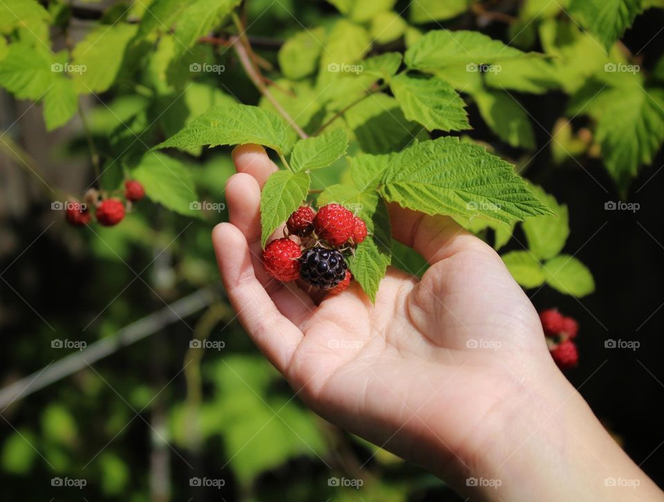 Raspberry plant