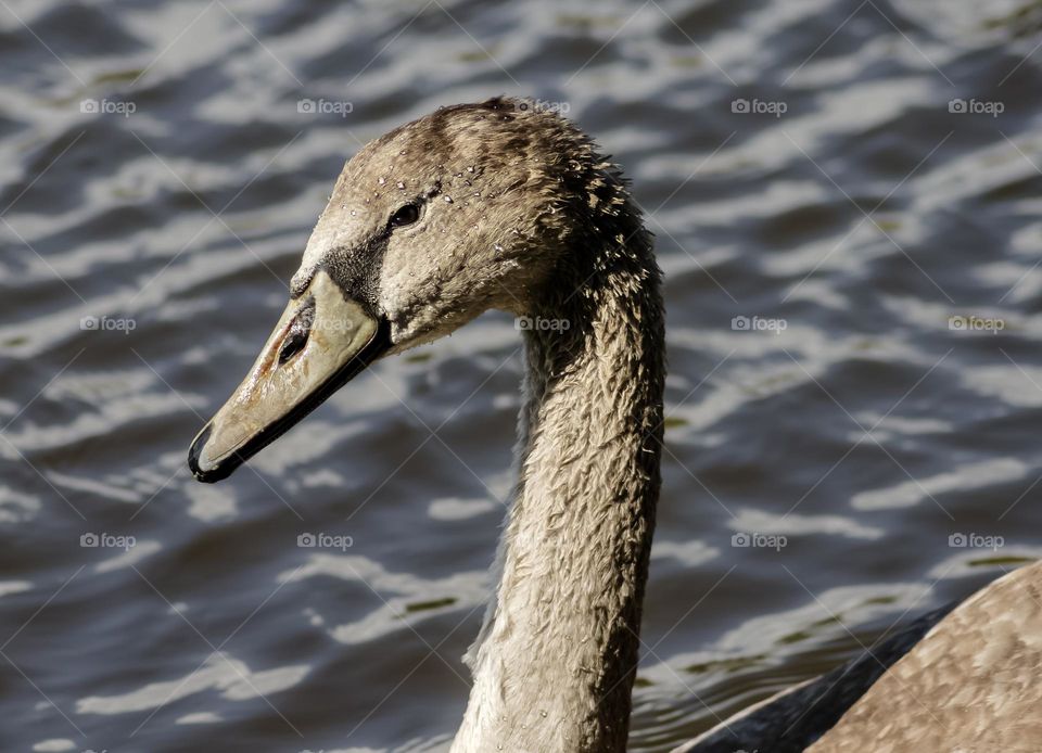 A head shot of a juvenile swan in water