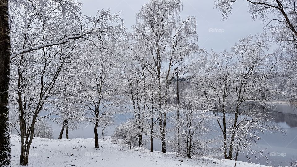 Winter wonderland, snowy trees by the lake - vinter snö träd sjö Sverige