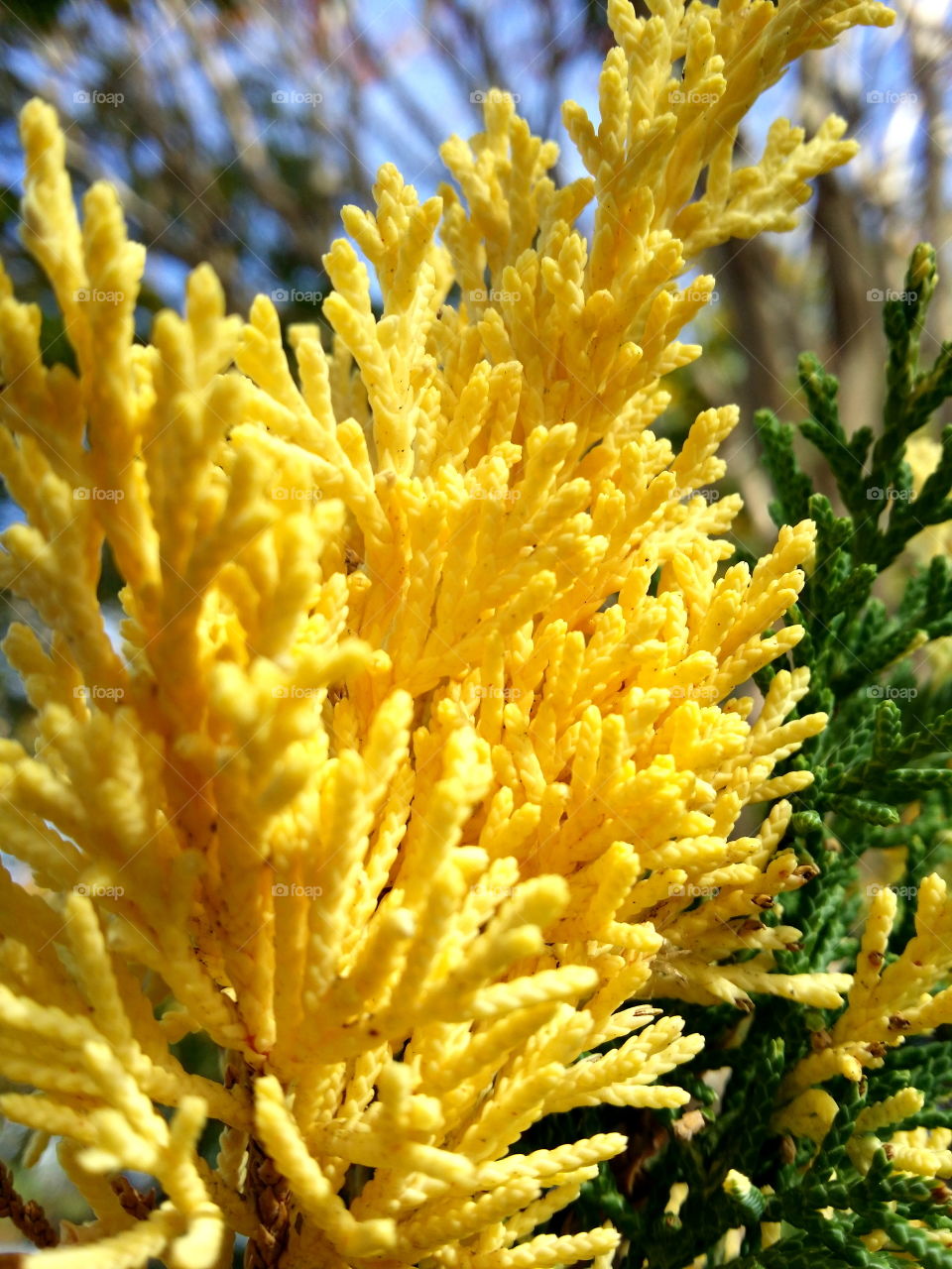 yellow leaves