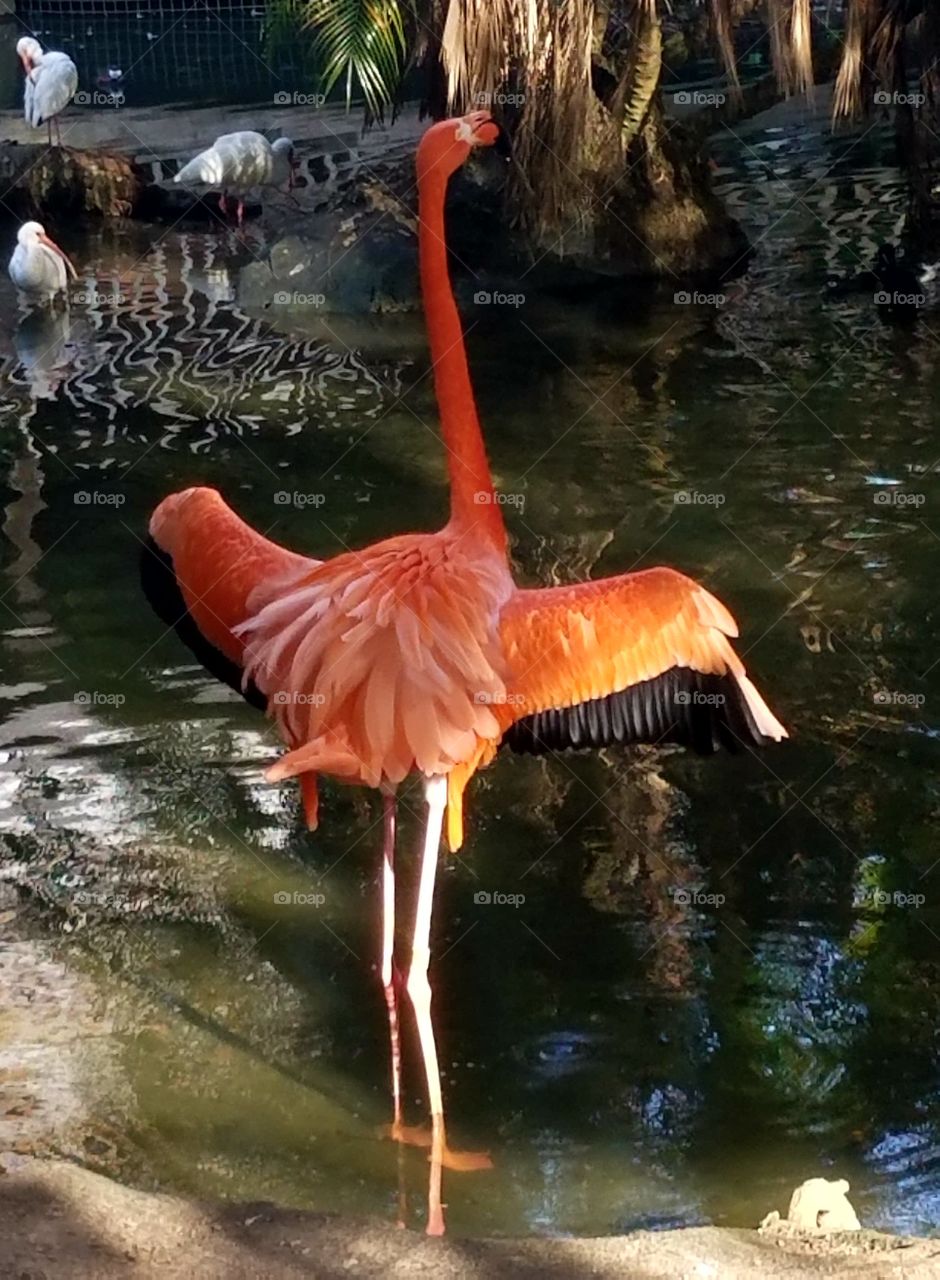 Nature, Bird, No Person, Water, Flamingo
