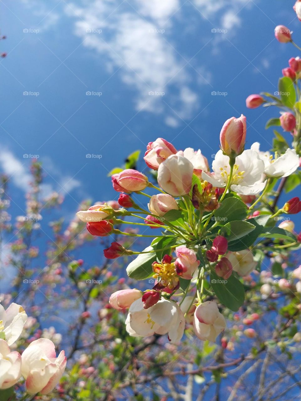 Sprite Crab Apple Blossoming