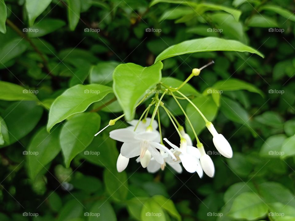 Jasmine Flower