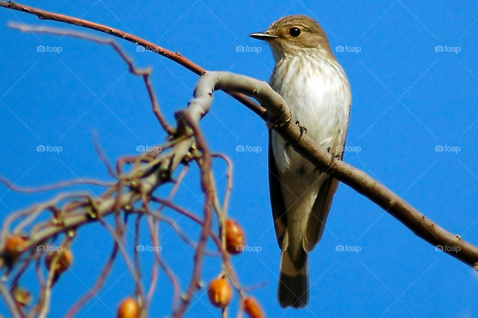 flycatcher