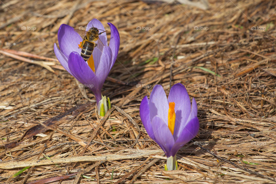 Bee collecting pollen from beautiful crocus