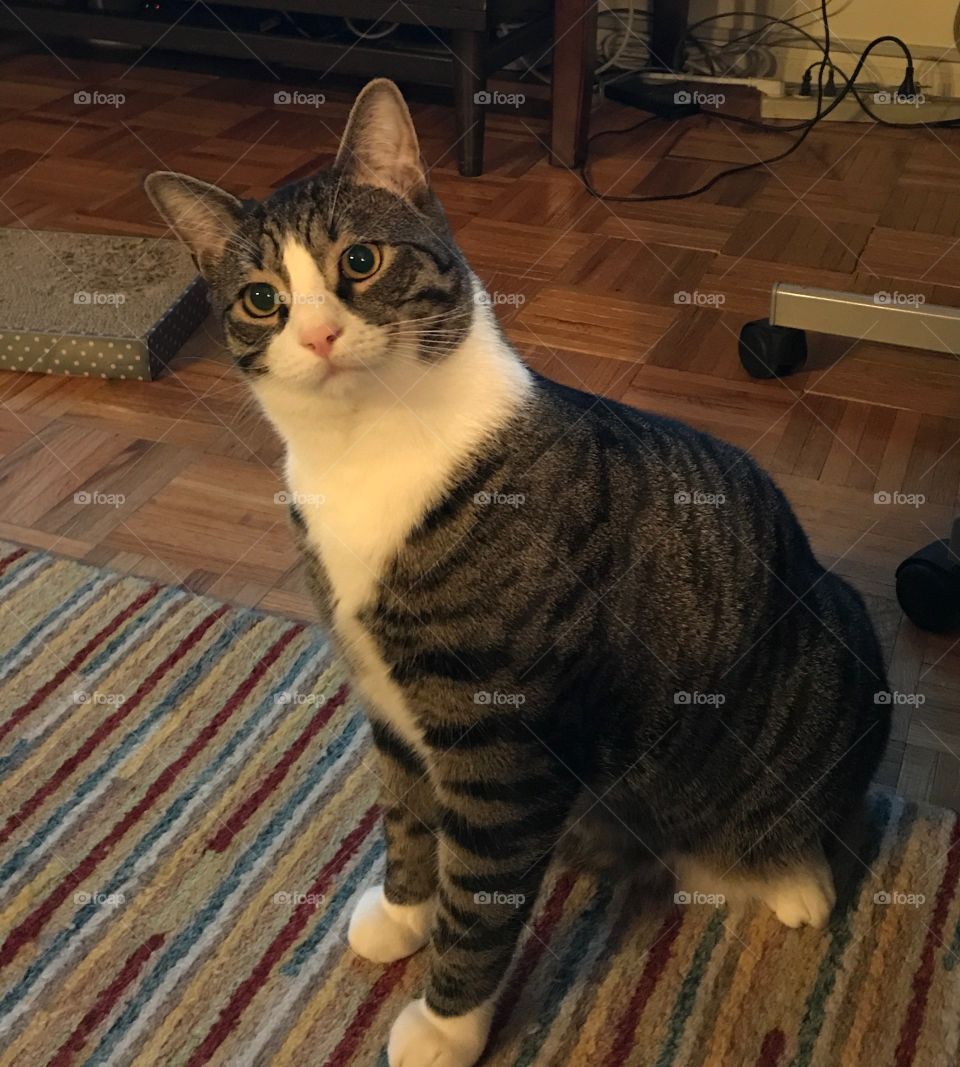 Curiously alert cat:)!