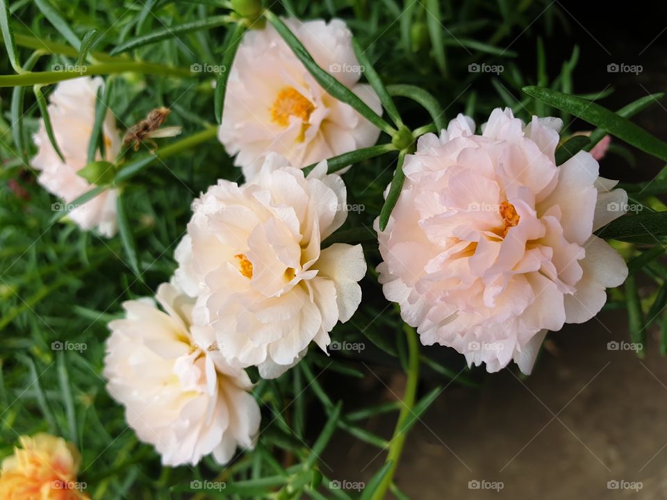 my beautiful Portulaca grandiflora