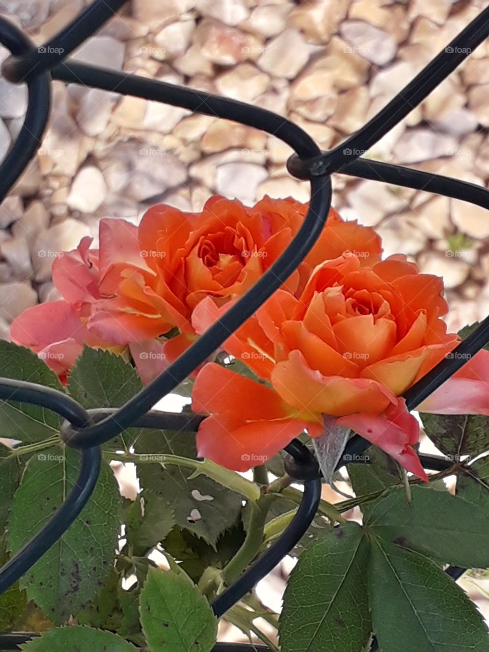 orange roses