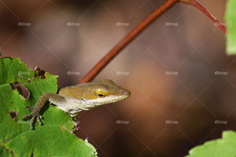 Hiding Lizard