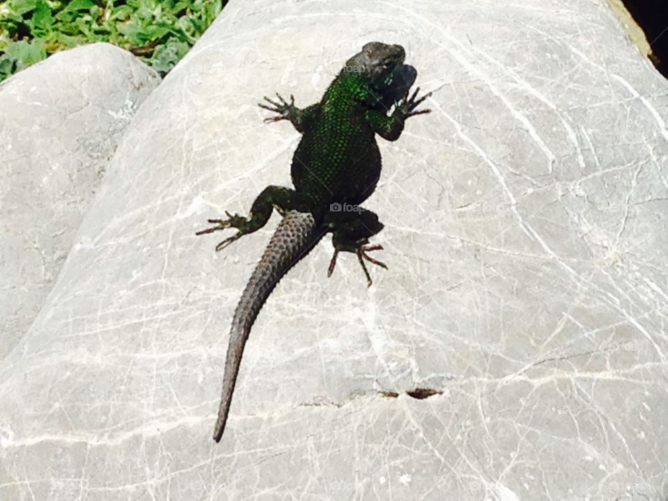 Colorful Lizard