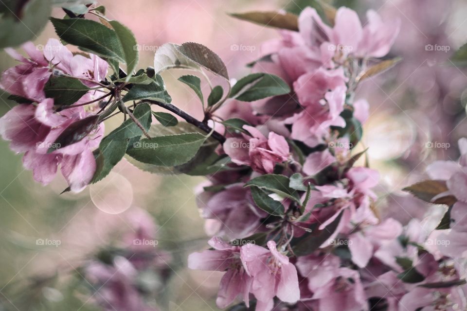 Spring flowers blossom tree soft color 