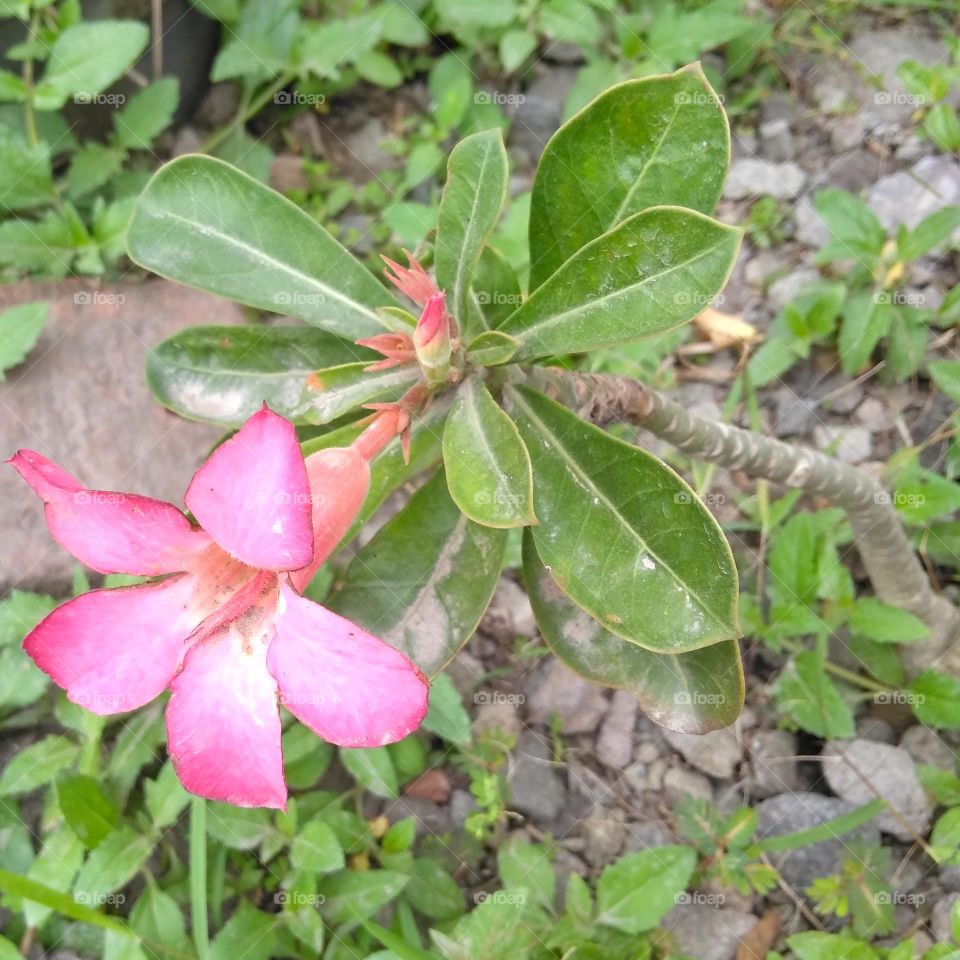 Pink flower on the park