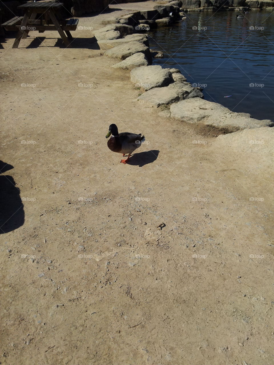 Bird, No Person, Water, Beach, Duck