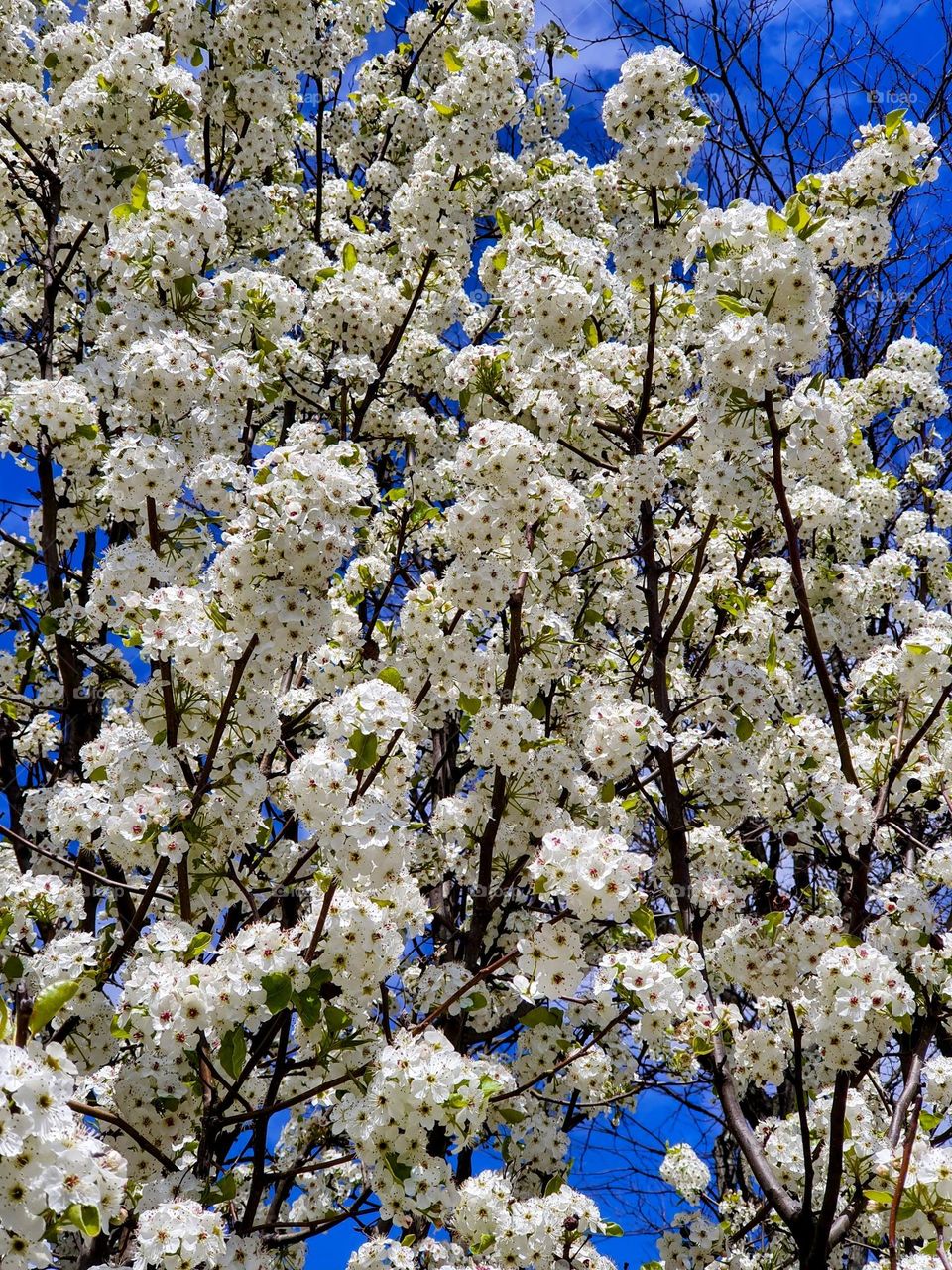 Cherry tree blossom 🌸